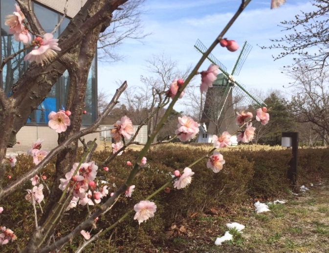 梅の花と風車