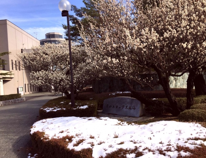 梅の花と雪