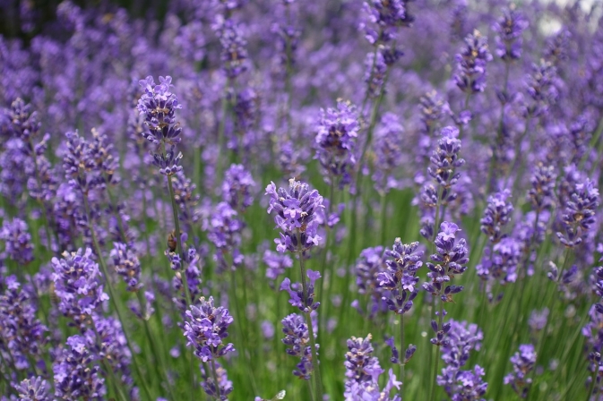 lavender-field-4120750_1280